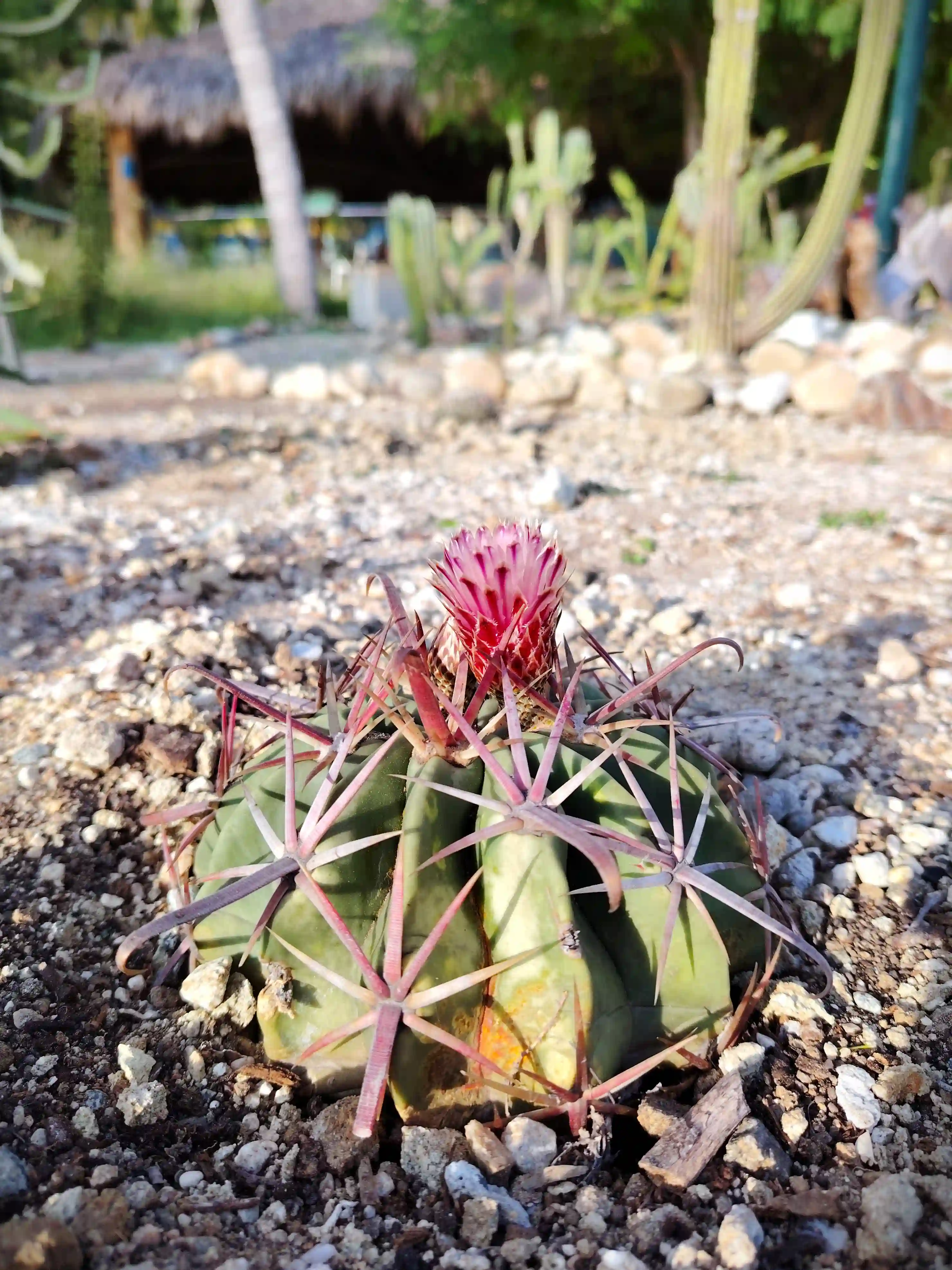 Jardin del CMT